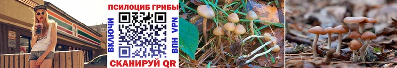 shop официальный сайт  Лыткарино  Псилоцибиновые грибы Psilocybine cubensis 